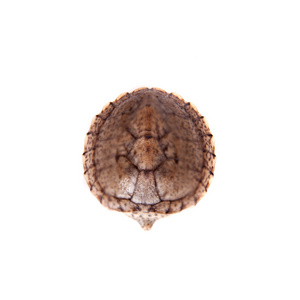 非洲棱背上白泥龟图片