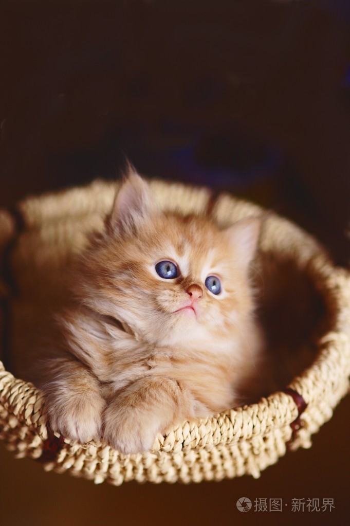 可爱的红色小猫坐在黑色背景上孤立的篮子