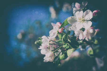 苹果棵开花的树