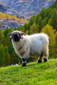 在阿尔卑斯山的瓦莱州黑羊