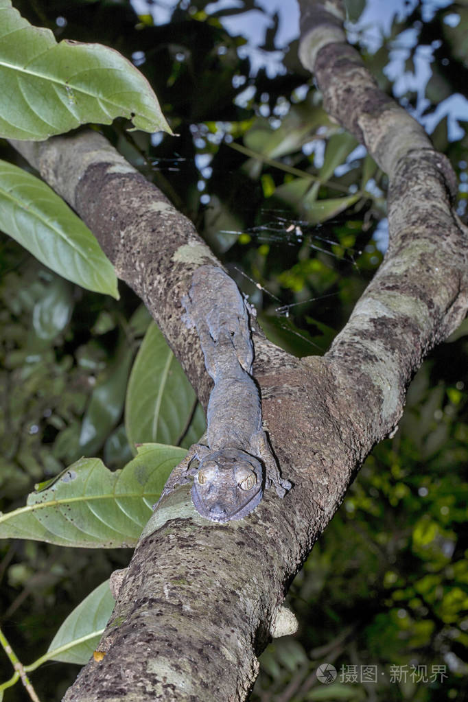 peyrieras的侏儒变色龙枯叶属peyrierasi八卦mangabe马达加斯加