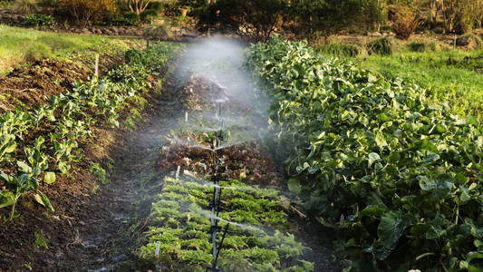小农场蔬菜排滴灌系统喷洒水的研究