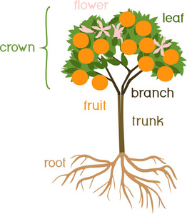 部分植物。白色背景下的果实花朵绿叶和根系分离的橙树形态