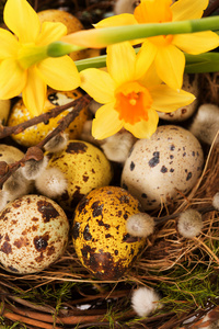 巢与水仙的复活节彩蛋