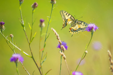 燕尾蝴蝶，凤蝶 machaon