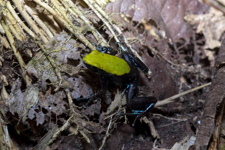 美丽的小青蛙攀登 Mantella, Mantella 金樱子, 八卦 Mangabe, 马达加斯加