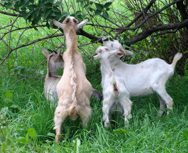 毛茸茸的乳房羊吃草照片