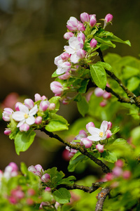 桃花苹果树