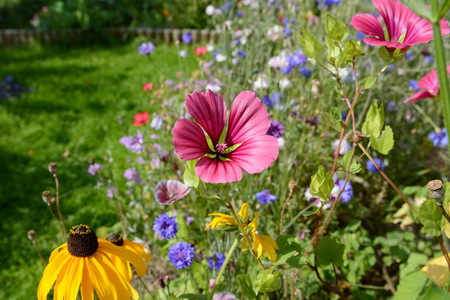 粉红色 malope 设计锦葵麦芽汁和黄色黑心花金光菊花园中的野花