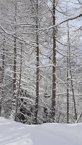 瑞士山区的新鲜雪