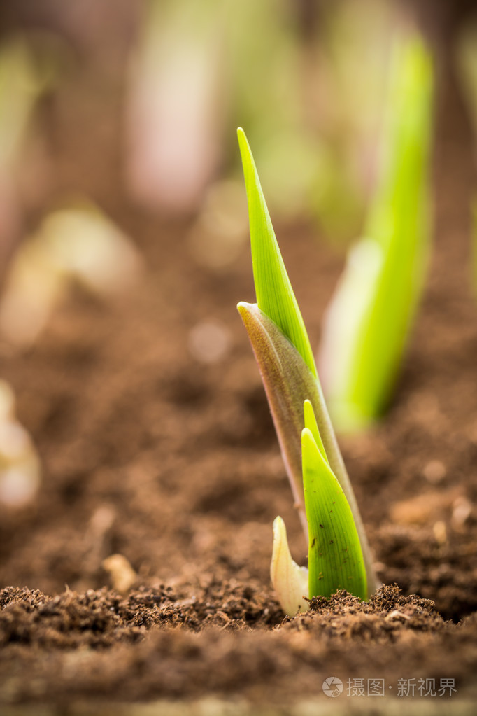 年轻的植物从种子宏详细生长