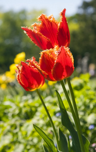 红色郁金香花