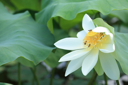 蜜蜂授粉莲花