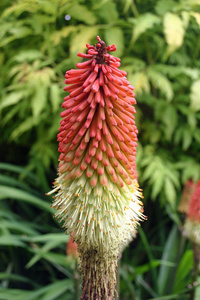 红色热扑克 Kniphofia 植物的花朵背景绿色叶子