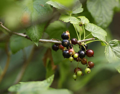 黑醋栗浆果在布什关闭夏季照片上的花园背景