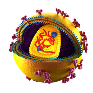 艾滋病毒细胞-上白色孤立照片