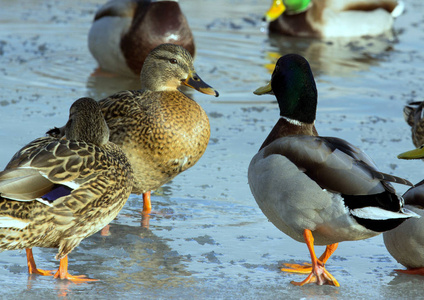 池塘冰上的野鸭群。冬天鸟儿在池塘里。野生鸟类在城市