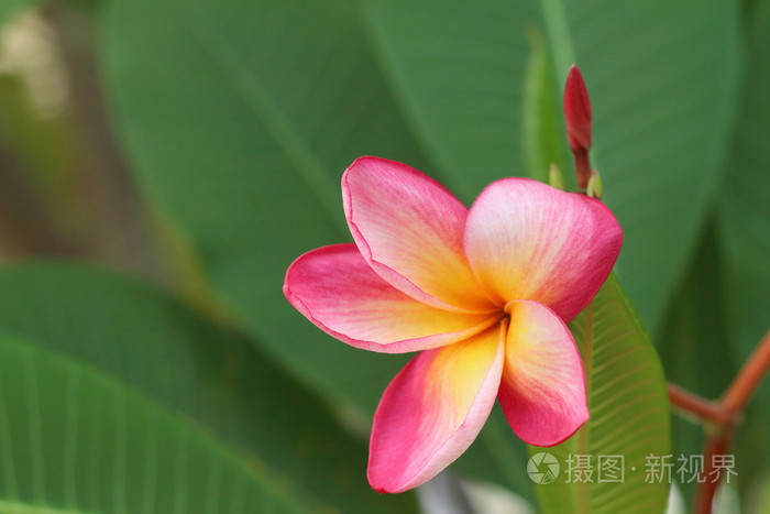 粉红色的鸡蛋花在花园里的性质