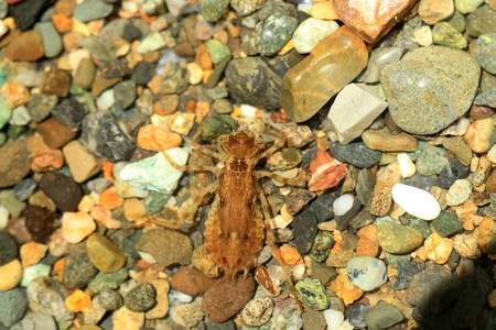 日本在夏天蜻蜓位宁芙完成的夏天镖 (sympetrum darwinianum) 在日本