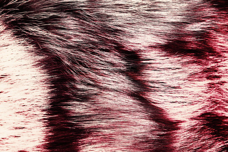 染成粉红色或紫色的毛色大衣, 关闭照片