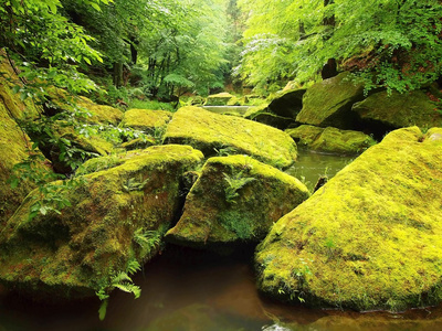 查看到低于新鲜绿树的山间溪流。水位使得绿色的思考。在山区河流的夏季结束