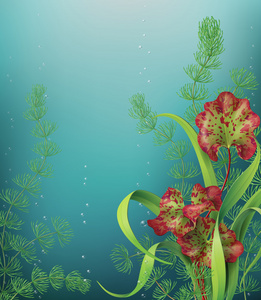 海洋植物与水下背景
