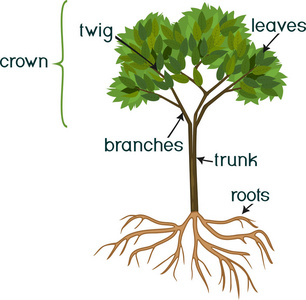 部分植物。白色背景下的绿冠根系和标题的抽象树形态