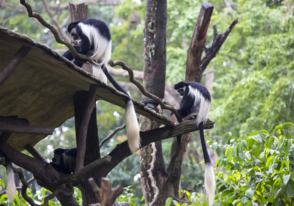 有趣的猴子在动物园