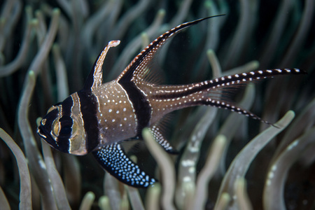 banggai cardinalfish 住在蓝碧海峡照片
