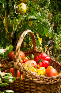 番茄花园里的篮子
