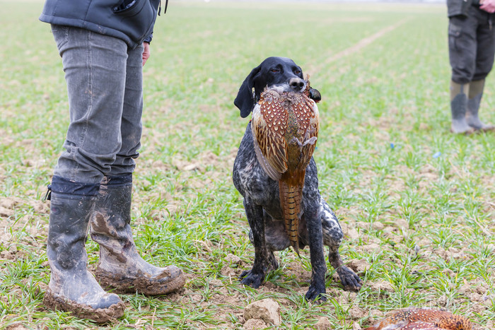 猎人与狗在狩猎照片-正版商用图片0bh96z-摄图新视界
