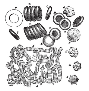 血液血球放大约400直径和红色血球已安排自己在红细胞, 复古线条画或雕刻插图