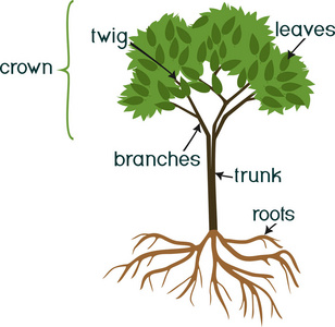 部分植物。白色背景下的绿冠根系和标题的抽象树形态