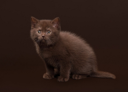 年轻的巧克力英国猫暗棕色背景