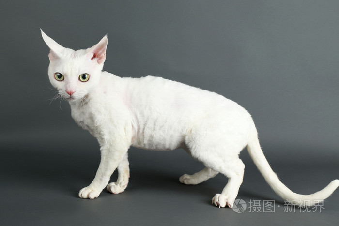 美丽的白色猫咪