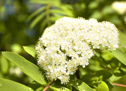 灰树花