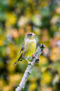 欧洲小金鸟图片