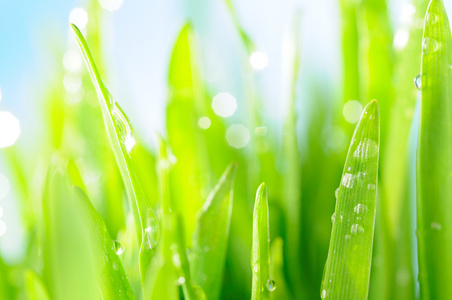 鲜湿的草在太阳光线,特写照片