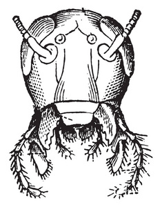 头蟑螂前视图, 老式雕刻插图。动物的自然历史, 1880