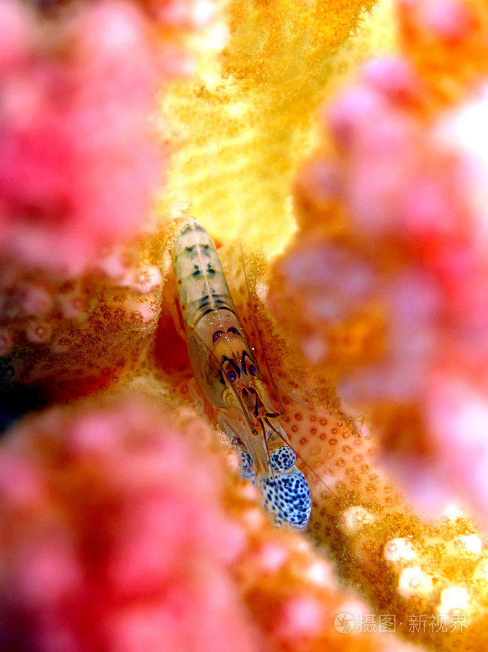 斑点的爪捕捉虾