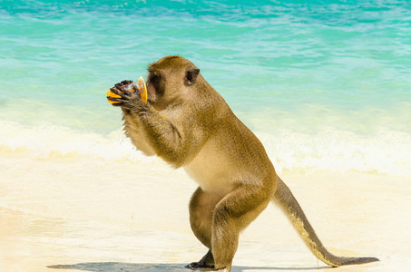 泰国猴子图片