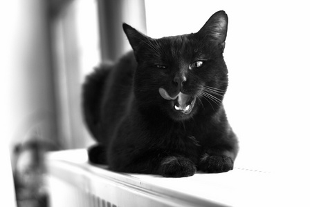 黑猫表达式