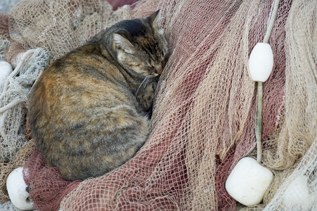 印花布猫睡在渔网