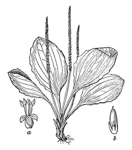 车前草植物是长的种子头与宽广的传播的叶子, 复古线图画或雕刻例证