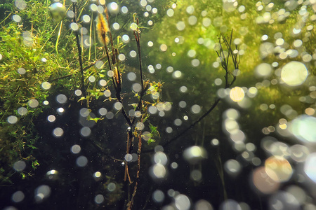 水下绿色景观湖泊生态系统藻类绿色水淡水