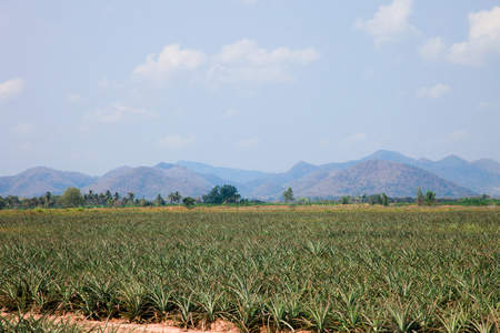 天然菠萝农场照片
