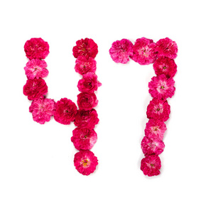 第47号从红色和粉红色的玫瑰在白色背景上的花。用于设计的排版元素。花数字, 日期, 隔绝, 分离
