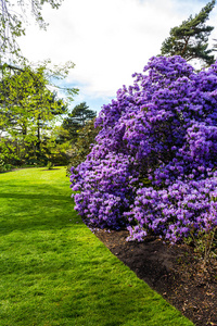 美丽，植物园与紫杜鹃树春