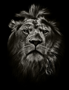 傲慢自大的狮子