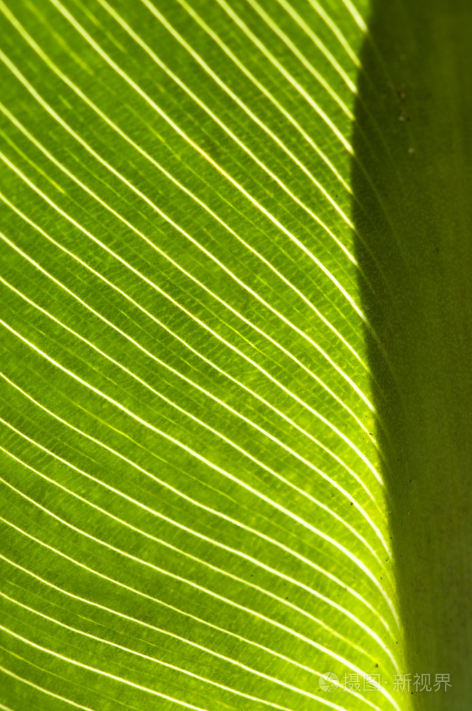 鸢尾属植物的叶在后面带白纹光